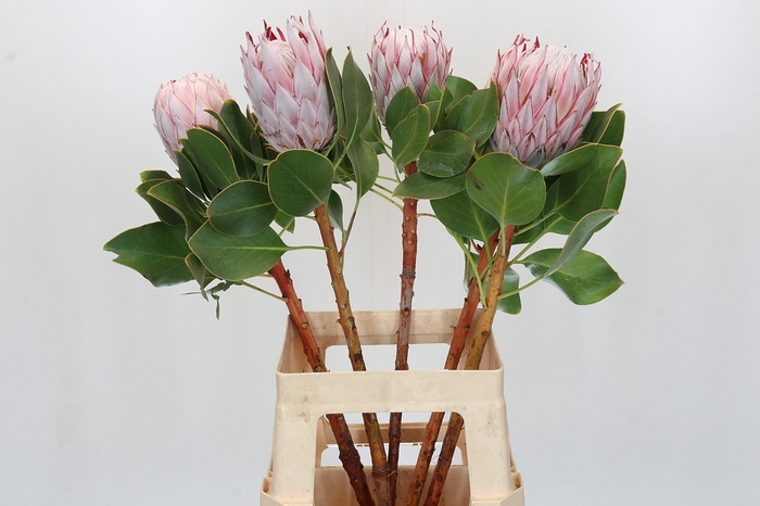 <h4>Protea Cynaroides</h4>