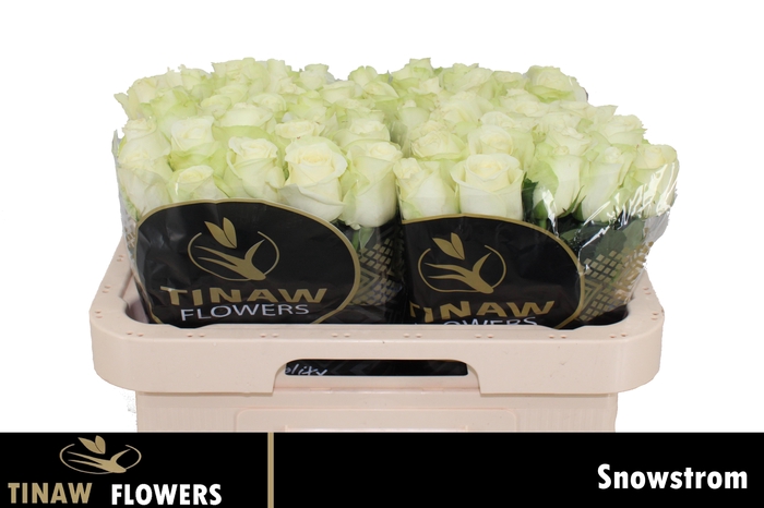 <h4>R GR SNOWSTORM+</h4>