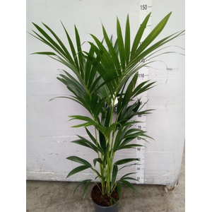 Howea forsteriana