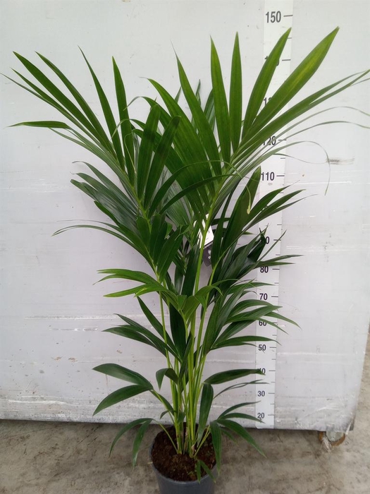 <h4>Howea forsteriana</h4>