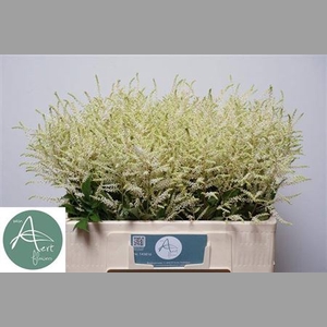 Astilbe Washingthon