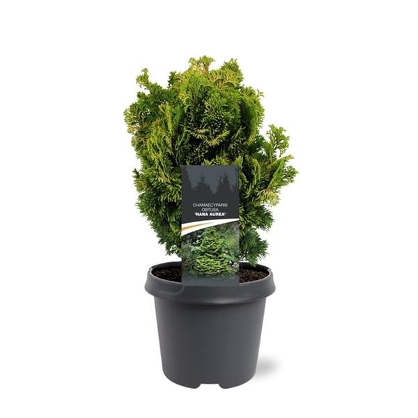 <h4>Chamaecyparis obtusa 'Nana Aurea'</h4>