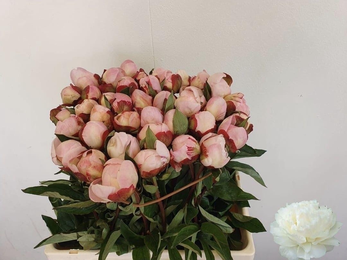 <h4>PAEONIA GARDENIA</h4>