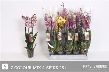 <h4>Phal Gem 7 Kl 4 Tak</h4>