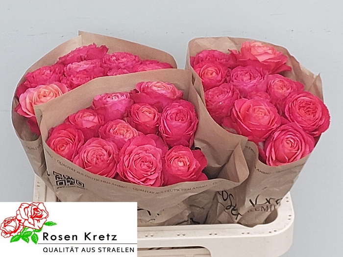 <h4>R GR WINDSOR CHARME+</h4>