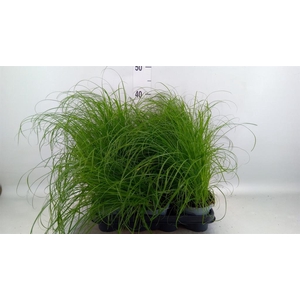 Cyperus alternifolius 'Zumula'