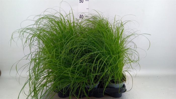 <h4>Cyperus alternifolius 'Zumula'</h4>