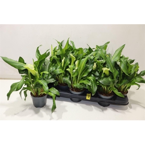 arr8 Zant Capt Fresco