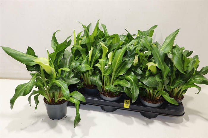 <h4>arr8 Zant Capt Fresco</h4>