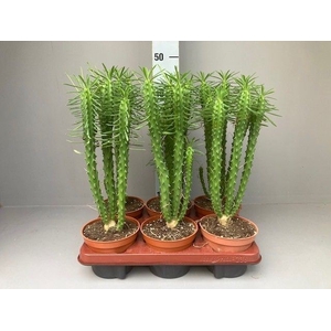 Euphorbia   ...
