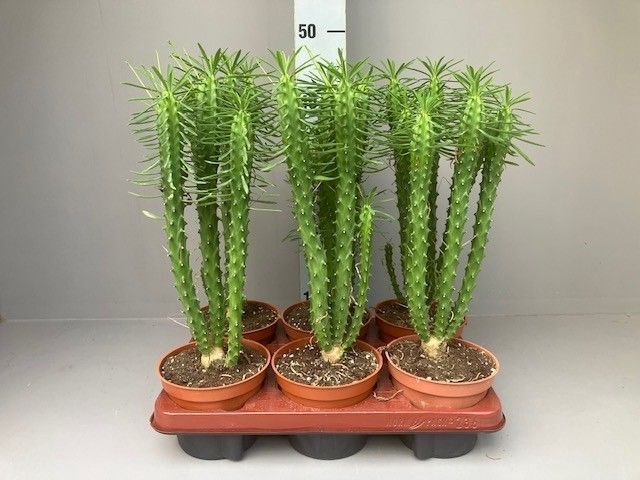 <h4>Euphorbia   ...</h4>