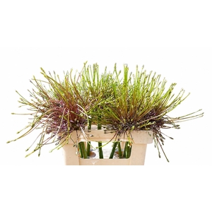 ALLIUM SCHUBERTII