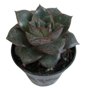ECHEVERIA DIONYSOS P06