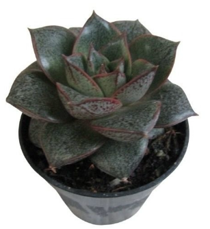 <h4>ECHEVERIA DIONYSOS P06</h4>