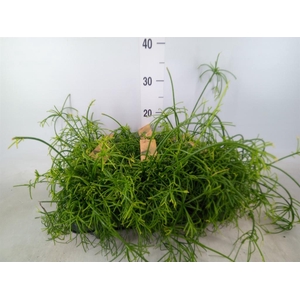 Rhipsalis baccifera 'Oasis'