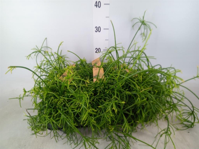 <h4>Rhipsalis baccifera 'Oasis'</h4>