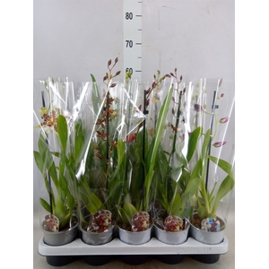Orchideeen   ...mix
