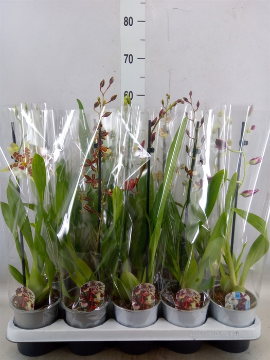<h4>Orchideeen   ...mix</h4>