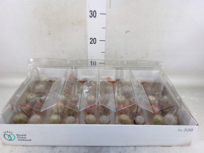 <h4>Cactus   ...mix</h4>