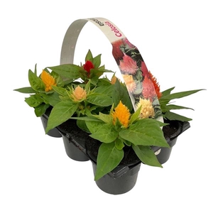 Celosia argentea