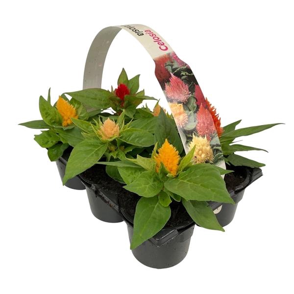 <h4>Celosia argentea</h4>