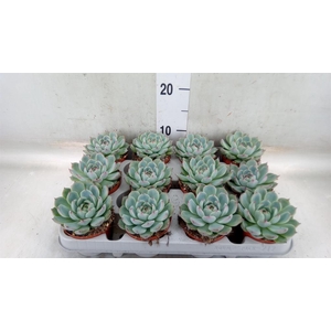 Echeveria   ...