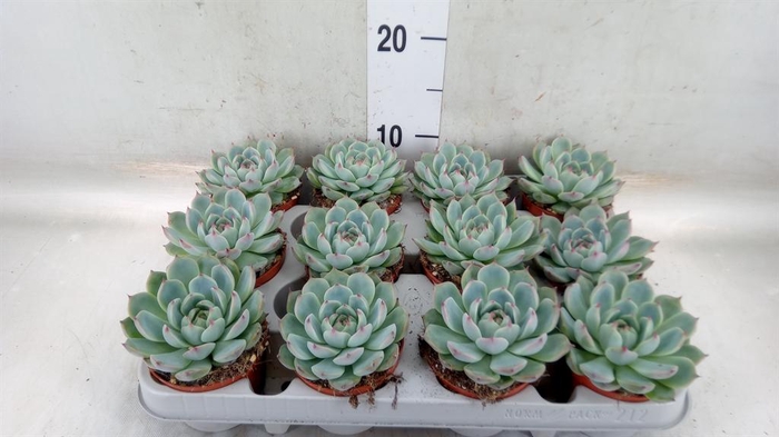 <h4>Echeveria   ...</h4>