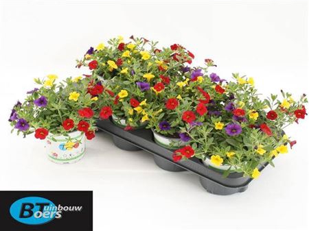 <h4>Calibrachoa Trixi Bolero</h4>