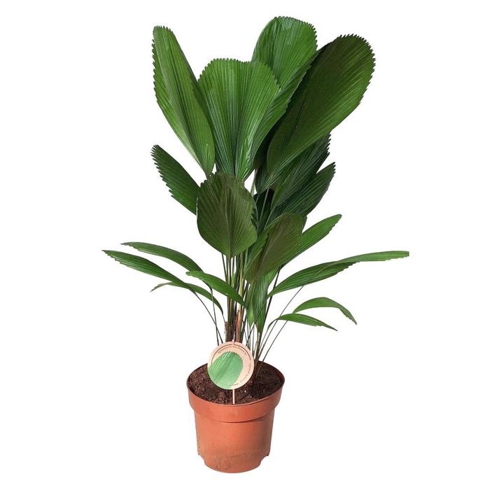 <h4>Licuala Grandis 29 cm kweekpot terracotta</h4>