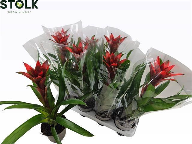 <h4>GUZM RED P14</h4>