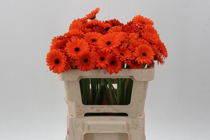 <h4>Ge Mi Bison</h4>