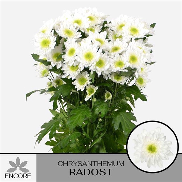 <h4>CHR T RADOST</h4>