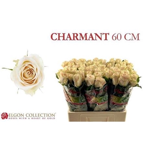 Rosa grootbloemig Charmant