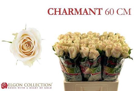 <h4>Rosa grootbloemig Charmant</h4>