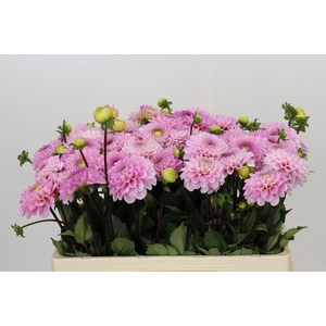 DAHLIA  'WIZARD OF OZ'