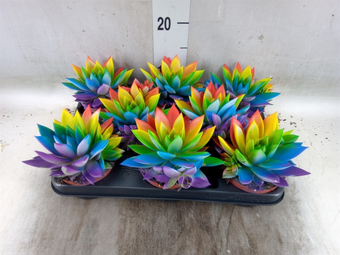 <h4>Echeveria  'Miranda'</h4>