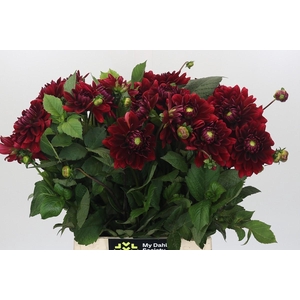 Dahlia Red Runner