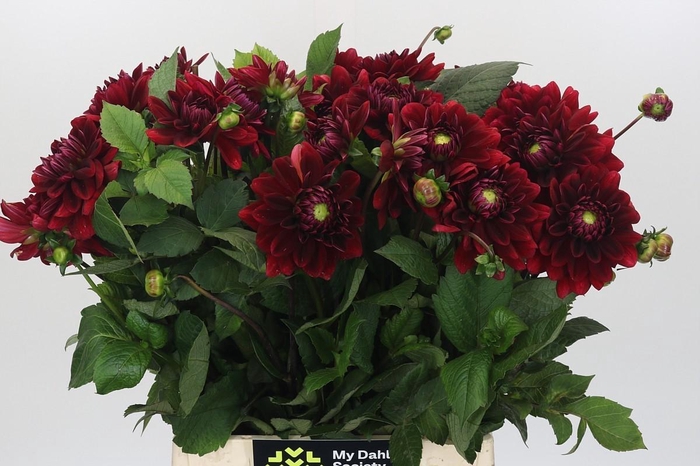 <h4>Dahlia Red Runner</h4>