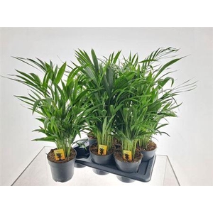 Dypsis Lutescens 30pp