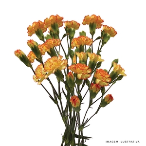 CRAVO SPRAY IVANA ORANGE 070 CM