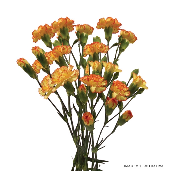 <h4>CRAVO SPRAY IVANA ORANGE 070 CM</h4>