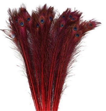 Feather Peacock L90/100 10pc/Bnd