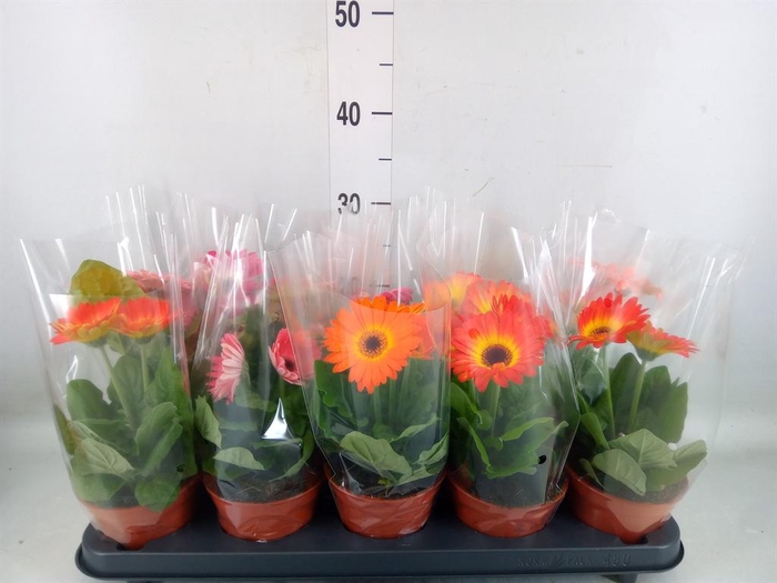 <h4>Gerbera   ...mix</h4>