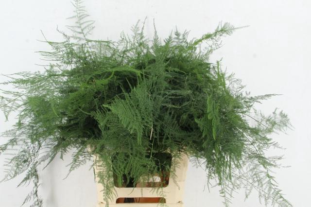 <h4>ASP IT EX VEREN</h4>