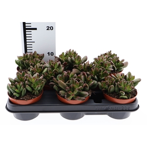 Crassula   ...