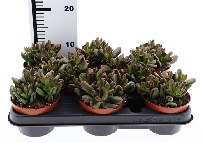 <h4>Crassula   ...</h4>