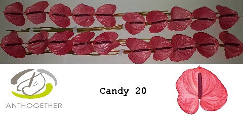 <h4>Anthurium Candy</h4>