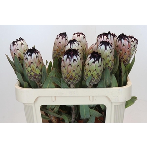 PROTEA MAG NIOBE