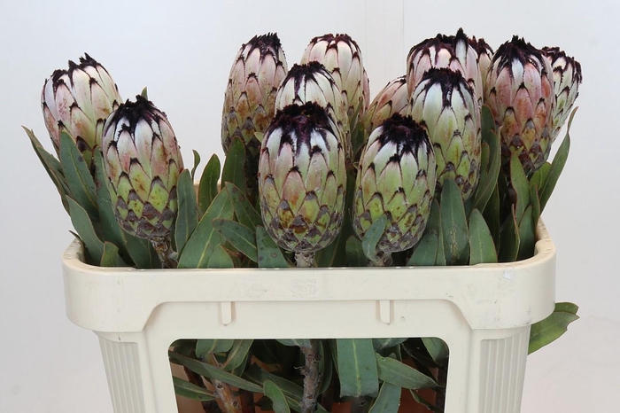 <h4>PROTEA MAG NIOBE</h4>