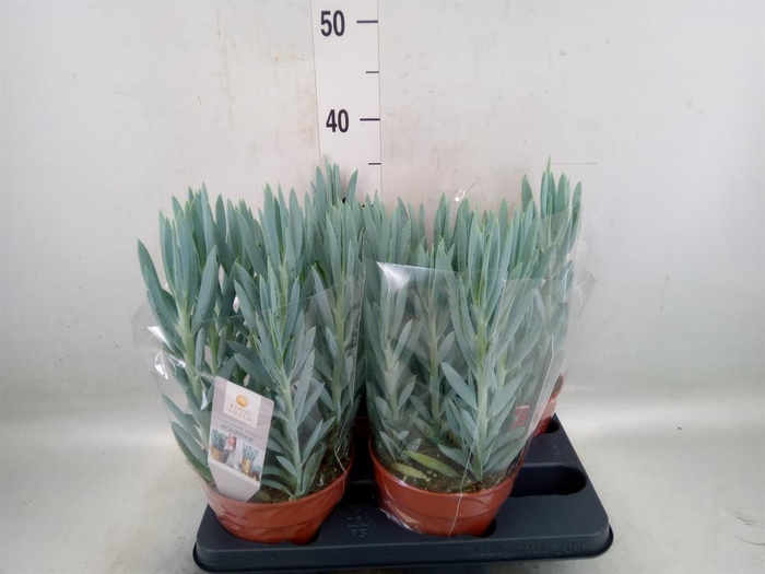 <h4>Curio ficoides 'Mount everest'</h4>